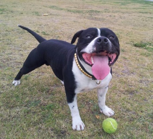 Ruffito Jugando!!! Ruffito Jugando!!!